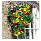 Sementes De Capuchinha Simples (sortida) Topseed