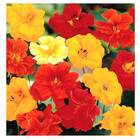 Sementes De Capuchinha Simples (sortida) Topseed