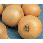 Sementes De Cebola Bola Precoce Pcte C/ 250 Gramas