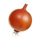 Sementes De Cebola Crioula Topseed