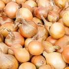 Sementes De Cebola Ipa 11  Topseed