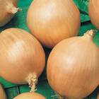 Sementes De Cebola Ipa 11  Topseed