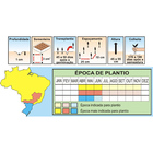 Sementes De Cebola Roxa Red Creole C-5 Pcte C/ 250 Gramas