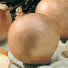 Sementes De Cebola Texas Early Grano 502 Topseed