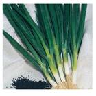 Sementes De Cebolinha (nebuka Tiunegui) Blueline Topseed