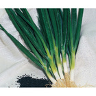 Sementes De Cebolinha Todo Ano Nebuka (tiunegui) Pcte C/ 250