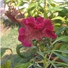 Sementes De Celósia Cristata Anã (sortida) Topseed