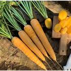 Sementes De Cenoura Ariele Amarela (3g) Super Isla