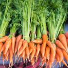 Sementes De Cenoura Baby Blueline Topseed