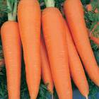 Sementes De Cenoura Kuroda Topseed