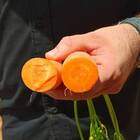 Sementes De Cenoura Kuroda Topseed