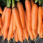 Sementes De Cenoura Kuroda Topseed