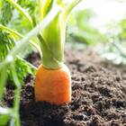 Sementes De Cenoura Kuroda Topseed