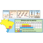 Sementes De Cenoura Nantes (inverno) Pcte C/ 100 Gramas