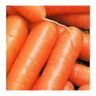 Sementes De Cenoura Nantes Topseed