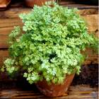 Sementes De Cerefólio Samir Feltrin