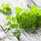 Sementes De Cerefólio Samir Feltrin