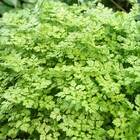 Sementes De Cerefólio Samir Feltrin