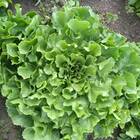 Sementes De Chicória Barbarella Peletizada (1000un) Feltrin