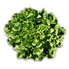 Sementes De Chicória Barbarella Peletizada (1000un) Feltrin