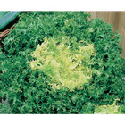 Sementes De Chicória Crespa Pcte C/ 100 Gramas