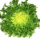 Sementes De Chicória Crespa Topseed