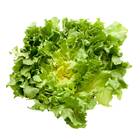 Sementes De Chicória Encantada Peletizada (1000un) Feltrin