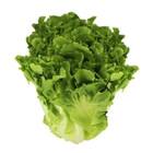 Sementes De Chicória Escarola Lisa Peletizada (1000 Un) Isla