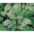 Sementes De Coentro Português (importado) Pcte C/ 100 Gramas