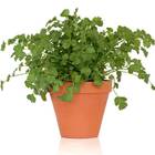 Sementes De Coentro Verdão (100g) Isla