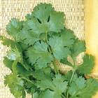 Sementes De Coentro Verdão (100g) Isla