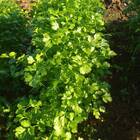 Sementes De Coentro Verdão (50g) Feltrin