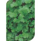 Sementes De Coentro Verdão (50g) Isla