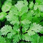 Sementes De Coentro Verdão Topseed