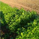 Sementes De Coentro Verdão Topseed