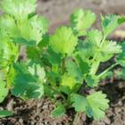 Sementes De Coentro Verdão Topseed