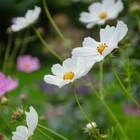Sementes De Cosmea Sensação (sortida) Topseed