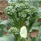 Sementes De Couve Brócolis Fabulous (híbrida) Super Isla