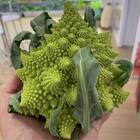 Sementes De Couve-brócolis Romanesco Ottobrino Super Isla