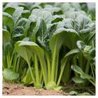 Sementes De Couve Chinesa Komatsuna Feltrin