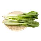 Sementes De Couve Chinesa Komatsuna Feltrin