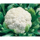 Sementes De Couve Flor Híbrida Vera F1 Env. C/ 1.000 Sementes