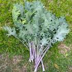 Sementes De Couve Kale Califórnia Isla