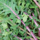 Sementes De Couve Kale Califórnia Isla