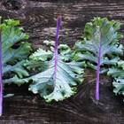 Sementes De Couve Kale Califórnia Isla