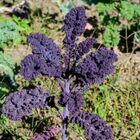 Sementes De Couve Kale Michigan (crespa Roxa) Isla