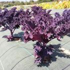 Sementes De Couve Kale Michigan (crespa Roxa) Isla