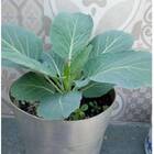 Sementes De Couve Manteiga Portuguesa Topseed