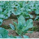 Sementes De Couve Manteiga Portuguesa Topseed