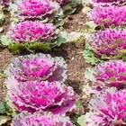 Sementes De Couve Ornamental Arco-íris (sortida) Isla